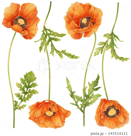 A set of gorgeous realistic botanical painting with gold outline of orange poppy flowers with green leaves A set of gorgeous realistic botanical painting with gold outline of orange poppy flowers with green leaves 143514111