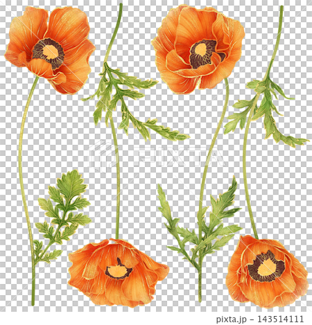 A set of gorgeous realistic botanical painting with gold outline of orange poppy flowers with green leaves A set of gorgeous realistic botanical painting with gold outline of orange poppy flowers with green leaves 143514111