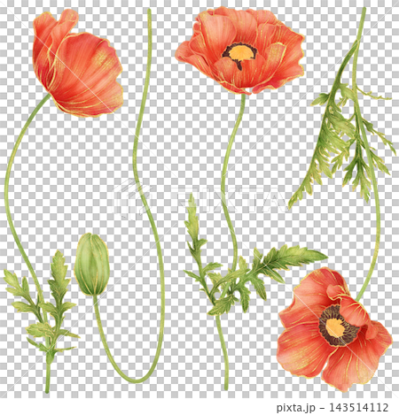 Realistic botanical watercolor illustration with gold outline of red poppy flower collection Realistic botanical watercolor illustration with gold outline of red poppy flower collection 143514112