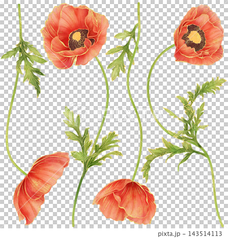 Realistic botanical watercolor illustration with gold outline of red poppy flower collection 143514113