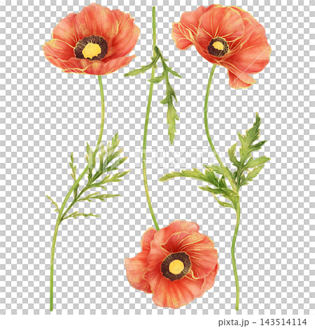 Realistic botanical watercolor illustration with gold outline of red poppy flower collection Realistic botanical watercolor illustration with gold outline of red poppy flower collection 143514114