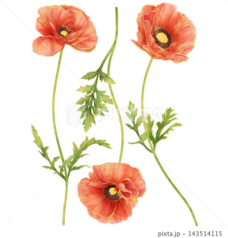 Realistic botanical watercolor illustration with gold outline of red poppy flower collection Realistic botanical watercolor illustration with gold outline of red poppy flower collection 143514115