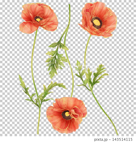 Realistic botanical watercolor illustration with gold outline of red poppy flower collection Realistic botanical watercolor illustration with gold outline of red poppy flower collection 143514115