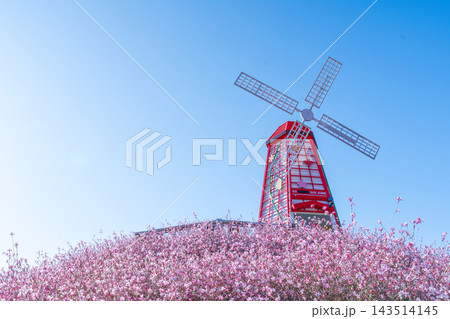 Colorful Autumn Flower Fields and Windmill at Goseokjeong Flower Garden in Cheorwon, South Korea 143514145