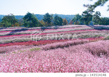 Colorful Autumn Flower Fields and Windmill at Goseokjeong Flower Garden in Cheorwon, South Korea Colorful Autumn Flower Fields and Windmill at Goseokjeong Flower Garden in Cheorwon, South Korea 143514146