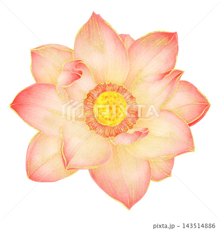 Realistic botanical watercolor illustration with gold outline of blooming pink lotus flower Realistic botanical watercolor illustration with gold outline of blooming pink lotus flower 143514886