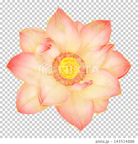 Realistic botanical watercolor illustration with gold outline of blooming pink lotus flower Realistic botanical watercolor illustration with gold outline of blooming pink lotus flower 143514886