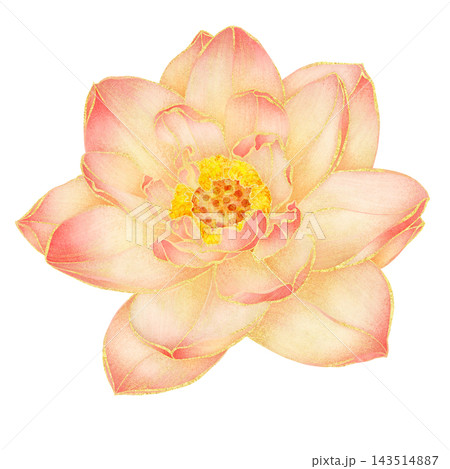 Realistic botanical watercolor illustration with gold outline of blooming pink lotus flower Realistic botanical watercolor illustration with gold outline of blooming pink lotus flower 143514887