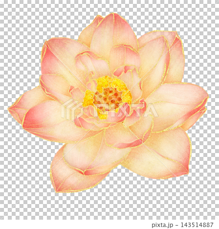 Realistic botanical watercolor illustration with gold outline of blooming pink lotus flower Realistic botanical watercolor illustration with gold outline of blooming pink lotus flower 143514887