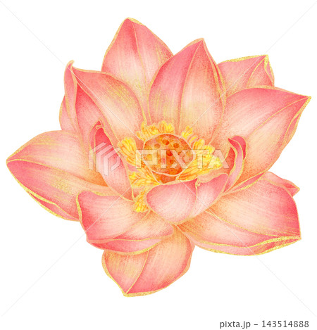 Realistic botanical watercolor illustration with gold outline of blooming pink lotus flower 143514888