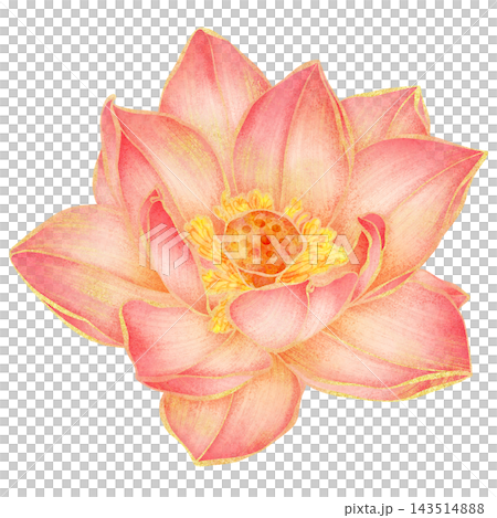 Realistic botanical watercolor illustration with gold outline of blooming pink lotus flower 143514888