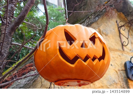 カボチャのオブジェが並ぶハロウィンのディスプレイ 143514899
