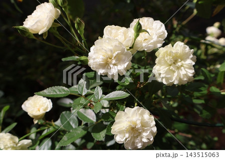 白いバラの花グリーンアイス 白いバラの花グリーンアイス 143515063