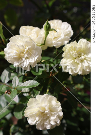 白いバラの花グリーンアイス 白いバラの花グリーンアイス 143515065