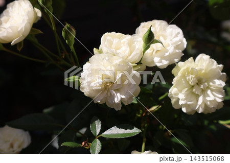 白いバラの花グリーンアイス 白いバラの花グリーンアイス 143515068