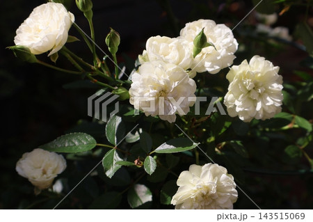 白いバラの花グリーンアイス 白いバラの花グリーンアイス 143515069