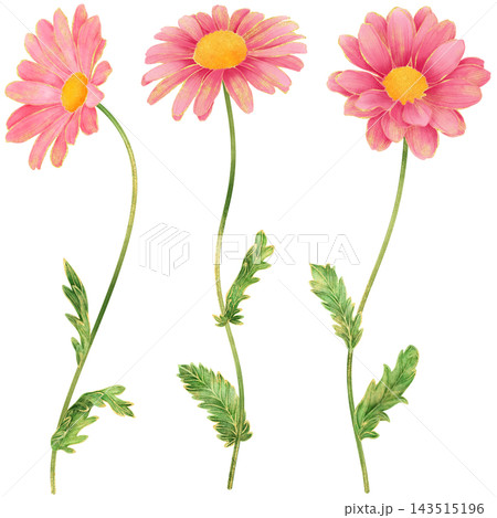 Realistic and detailed botanical watercolor painting with gorgeous metallic gold outline of pink daisy flowers with green leaves Realistic and detailed botanical watercolor painting with gorgeous metallic gold outline of pink daisy flowers with green leaves 143515196