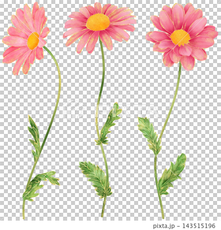 Realistic and detailed botanical watercolor painting with gorgeous metallic gold outline of pink daisy flowers with green leaves Realistic and detailed botanical watercolor painting with gorgeous metallic gold outline of pink daisy flowers with green leaves 143515196
