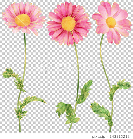 Realistic and detailed botanical watercolor painting with gorgeous metallic gold outline of pink daisy flowers with green leaves Realistic and detailed botanical watercolor painting with gorgeous metallic gold outline of pink daisy flowers with green leaves 143515212