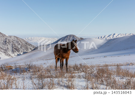 Brown horse standing in the snowy Chunkurchak valley mountains 143516043
