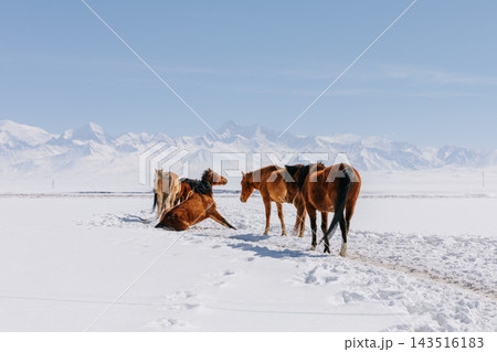 Herd of wild horses standing on snowy field against mountain peaks Herd of wild horses standing on snowy field against mountain peaks 143516183