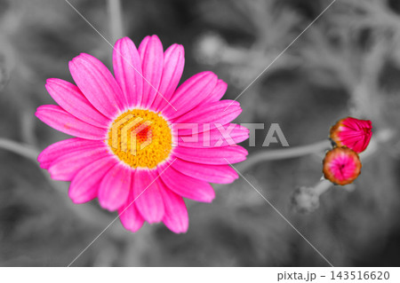 家の周りの草花　四季の色々　春の花壇の彩り　美しい白色やピンクのマーガレットの花が咲きました 143516620