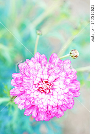 家の周りの草花　四季の色々　春の花壇の彩り　美しい白色やピンクのマーガレットの花が咲きました 143516623
