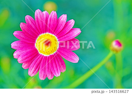 家の周りの草花　四季の色々　春の花壇の彩り　美しい白色やピンクのマーガレットの花が咲きました 143516627