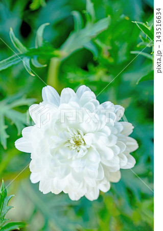 家の周りの草花　四季の色々　春の花壇の彩り　美しい白色やピンクのマーガレットの花が咲きました 143516634