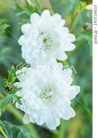 家の周りの草花　四季の色々　春の花壇の彩り　美しい白色やピンクのマーガレットの花が咲きました 143516637