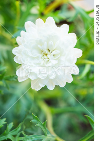 家の周りの草花 四季の色々 春の花壇の彩り 美しい白色やピンクのマーガレットの花が咲きました 家の周りの草花 四季の色々 春の花壇の彩り 美しい白色やピンクのマーガレットの花が咲きました 143516638