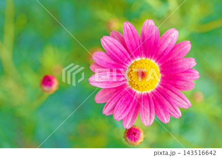 家の周りの草花 四季の色々 春の花壇の彩り 美しい白色やピンクのマーガレットの花が咲きました 家の周りの草花 四季の色々 春の花壇の彩り 美しい白色やピンクのマーガレットの花が咲きました 143516642