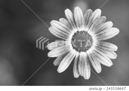 家の周りの草花　四季の色々　春の花壇の彩り　美しい白色やピンクのマーガレットの花が咲きました 143516647