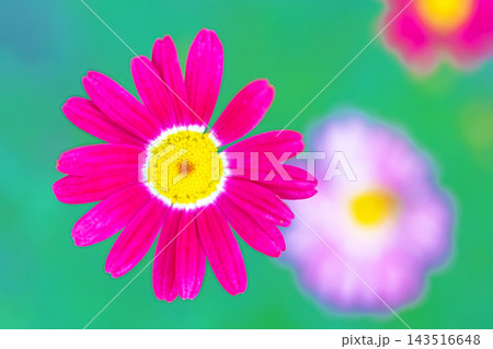 家の周りの草花 四季の色々 春の花壇の彩り 美しい白色やピンクのマーガレットの花が咲きました 家の周りの草花 四季の色々 春の花壇の彩り 美しい白色やピンクのマーガレットの花が咲きました 143516648