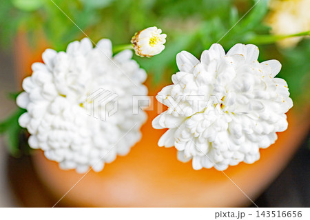 家の周りの草花 四季の色々 春の花壇の彩り 美しい白色やピンクのマーガレットの花が咲きました 家の周りの草花 四季の色々 春の花壇の彩り 美しい白色やピンクのマーガレットの花が咲きました 143516656