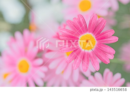 家の周りの草花 四季の色々 春の花壇の彩り 美しい白色やピンクのマーガレットの花が咲きました 家の周りの草花 四季の色々 春の花壇の彩り 美しい白色やピンクのマーガレットの花が咲きました 143516658