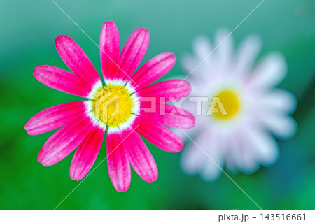 家の周りの草花 四季の色々 春の花壇の彩り 美しい白色やピンクのマーガレットの花が咲きました 家の周りの草花 四季の色々 春の花壇の彩り 美しい白色やピンクのマーガレットの花が咲きました 143516661