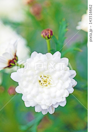 家の周りの草花 四季の色々 春の花壇の彩り 美しい白色やピンクのマーガレットの花が咲きました 家の周りの草花 四季の色々 春の花壇の彩り 美しい白色やピンクのマーガレットの花が咲きました 143516662