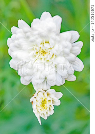 家の周りの草花 四季の色々 春の花壇の彩り 美しい白色やピンクのマーガレットの花が咲きました 家の周りの草花 四季の色々 春の花壇の彩り 美しい白色やピンクのマーガレットの花が咲きました 143516673