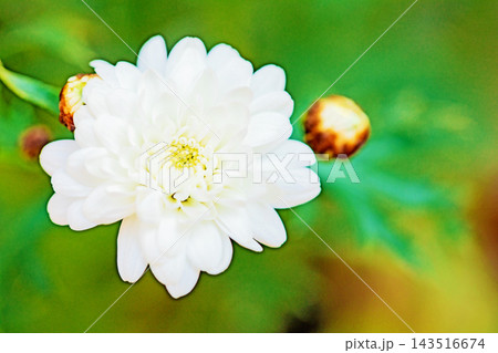 家の周りの草花 四季の色々 春の花壇の彩り 美しい白色やピンクのマーガレットの花が咲きました 家の周りの草花 四季の色々 春の花壇の彩り 美しい白色やピンクのマーガレットの花が咲きました 143516674