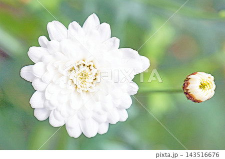 家の周りの草花　四季の色々　春の花壇の彩り　美しい白色やピンクのマーガレットの花が咲きました 143516676