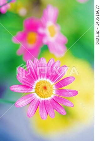 家の周りの草花 四季の色々 春の花壇の彩り 美しい白色やピンクのマーガレットの花が咲きました 家の周りの草花 四季の色々 春の花壇の彩り 美しい白色やピンクのマーガレットの花が咲きました 143516677