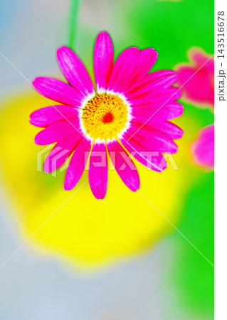 家の周りの草花　四季の色々　春の花壇の彩り　美しい白色やピンクのマーガレットの花が咲きました 143516678