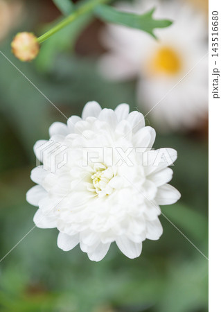 家の周りの草花 四季の色々 春の花壇の彩り 美しい白色やピンクのマーガレットの花が咲きました 家の周りの草花 四季の色々 春の花壇の彩り 美しい白色やピンクのマーガレットの花が咲きました 143516680