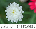 家の周りの草花　四季の色々　春の花壇の彩り　美しい白色やピンクのマーガレットの花が咲きました 143516681