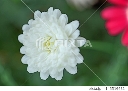 家の周りの草花　四季の色々　春の花壇の彩り　美しい白色やピンクのマーガレットの花が咲きました 143516681