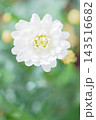 家の周りの草花　四季の色々　春の花壇の彩り　美しい白色やピンクのマーガレットの花が咲きました 143516682
