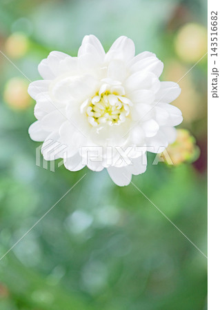 家の周りの草花　四季の色々　春の花壇の彩り　美しい白色やピンクのマーガレットの花が咲きました 143516682