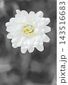 家の周りの草花　四季の色々　春の花壇の彩り　美しい白色やピンクのマーガレットの花が咲きました 143516683
