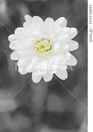 家の周りの草花　四季の色々　春の花壇の彩り　美しい白色やピンクのマーガレットの花が咲きました 143516683